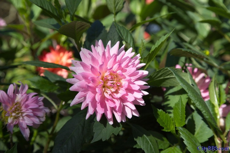 鲜花盛开之花样清迈_一见钟情