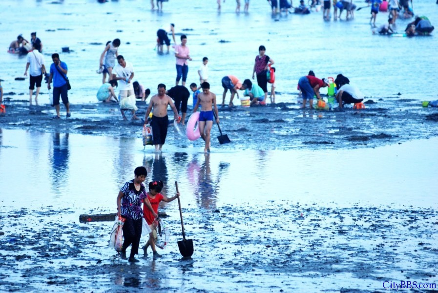 厦门“大潮”退去露出大片海滩引千人赶海8.jpg