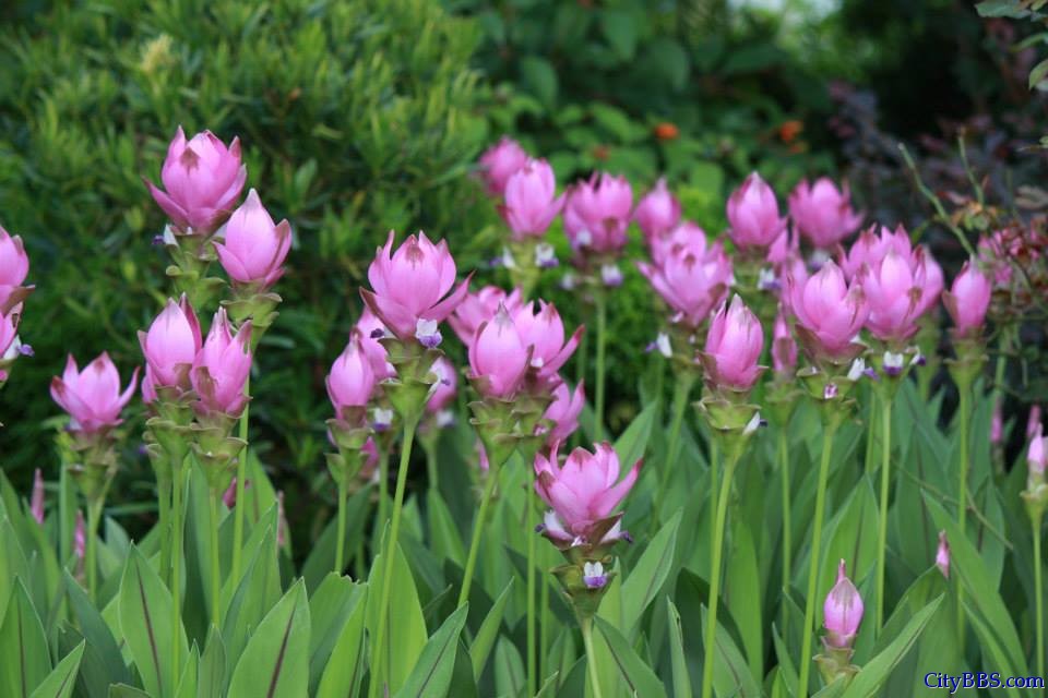 清迈皇家花博会 Royal Flower Flora 