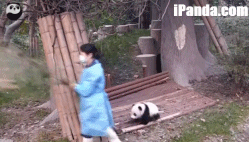 熊猫统治互联网