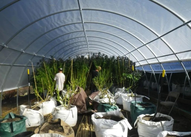 大麻种植