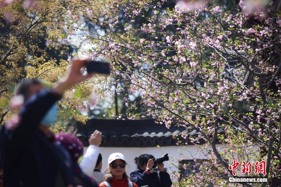 古都南京繁花次第盛放 花红柳绿 展画意江南!